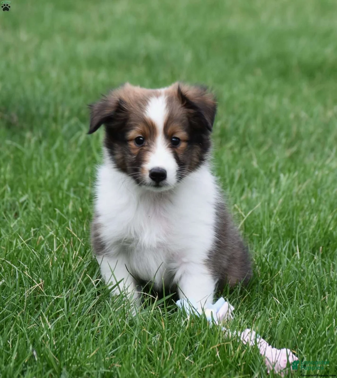 Shetland Sheepdog dogs for sale: Shetland Sheepdog Puppy 1 - Ad 4