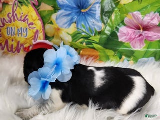 English Springer Spaniel dogs - Ad 3