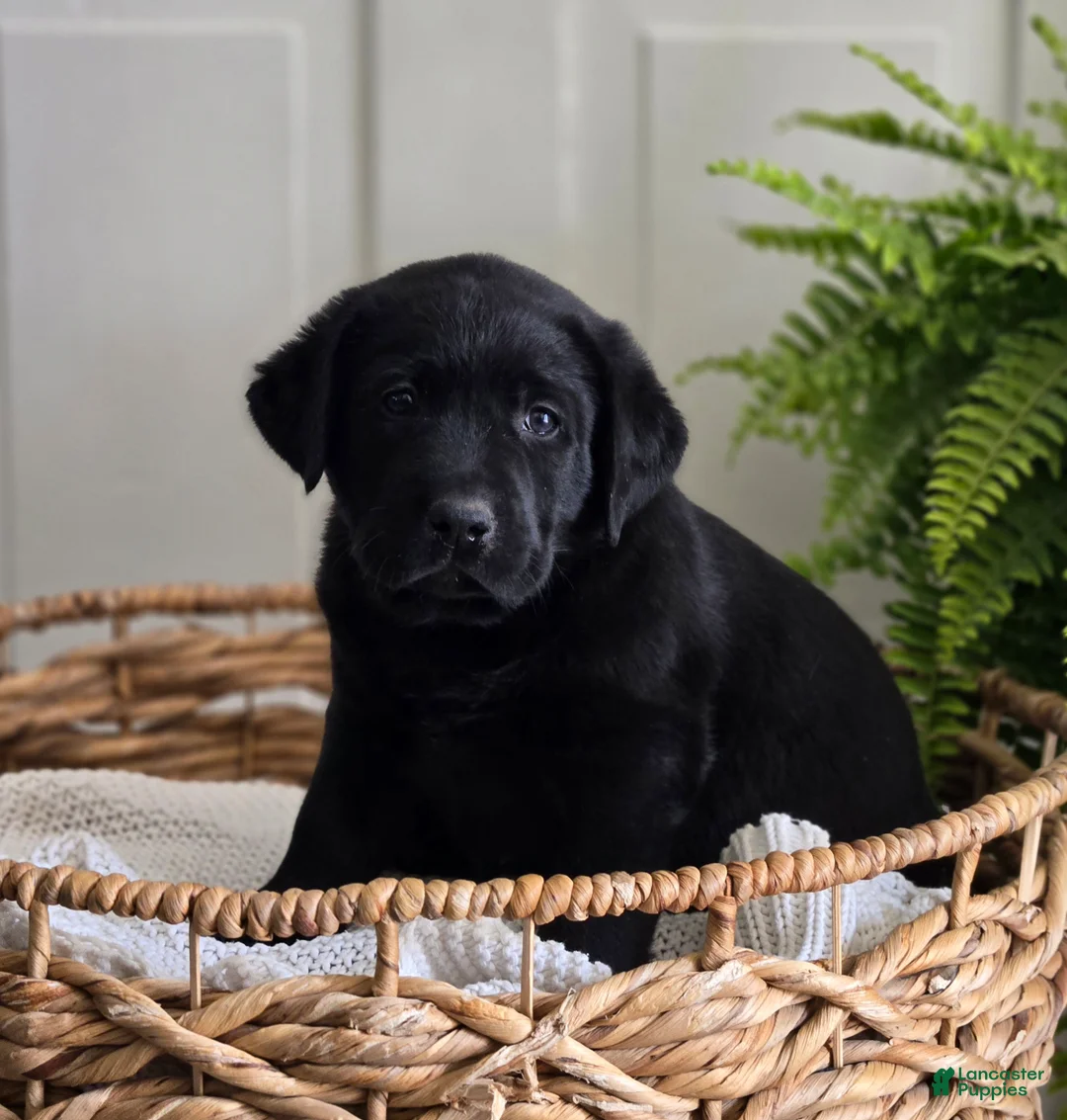 Labrador Retriever dogs for sale: Marshall - Ad 2