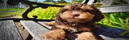 Havapoo dogs for sale: Jazz-LABOR DAY SALE-TAKE $100 OFF!!! - Ad 7