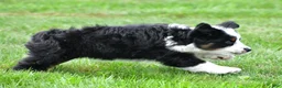 Miniature Australian Shepherd dogs for sale: Willow - Ad 5