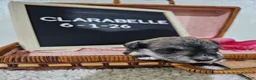 Miniature Schnauzer dogs for sale: Clarabelle - Ad 6