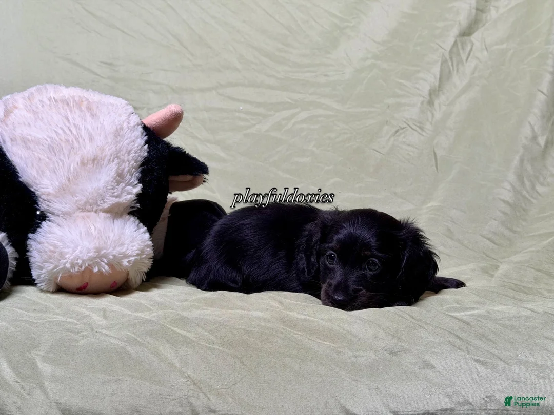 Miniature Dachshund dogs for sale: Long Haired Nearly Solid Black Male AKC 69 - Ad 8