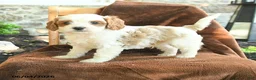 Cavapoo dogs for sale: Marley - Ad 3