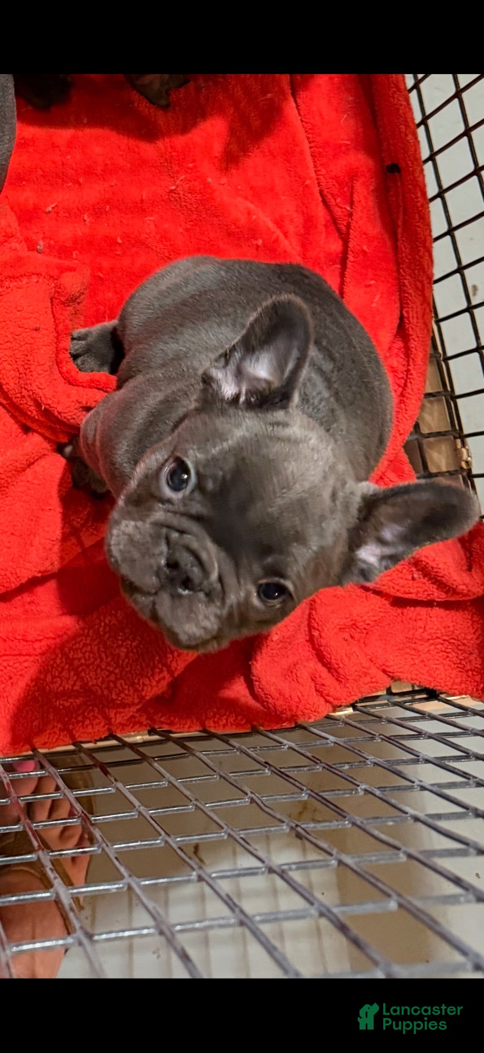 French Bulldog dogs Sia - Ad 2