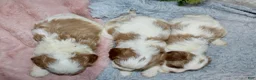 Cavapoo dogs for sale: Cavapoo 3 - Ad 3