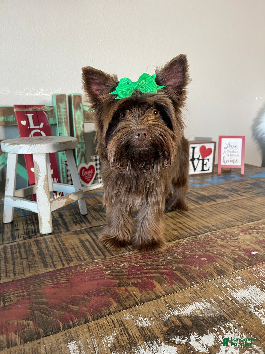Yorkshire Terrier dogs for sale: Chocolate Coco - Ad 8