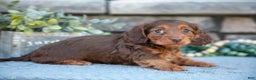 Miniature Dachshund dogs for sale: Annie - Ad 1