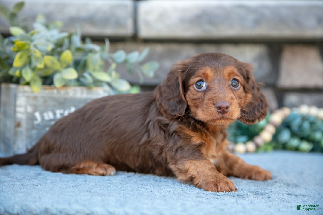 Miniature Dachshund dogs for sale: Annie - Ad 1