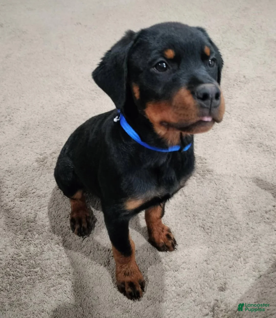 Rottweiler dogs for sale: Miller - Ad 3