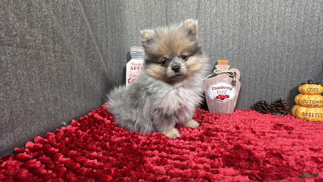 Pomeranian dogs for sale: Pomeranian Puppy 2 - Ad 9