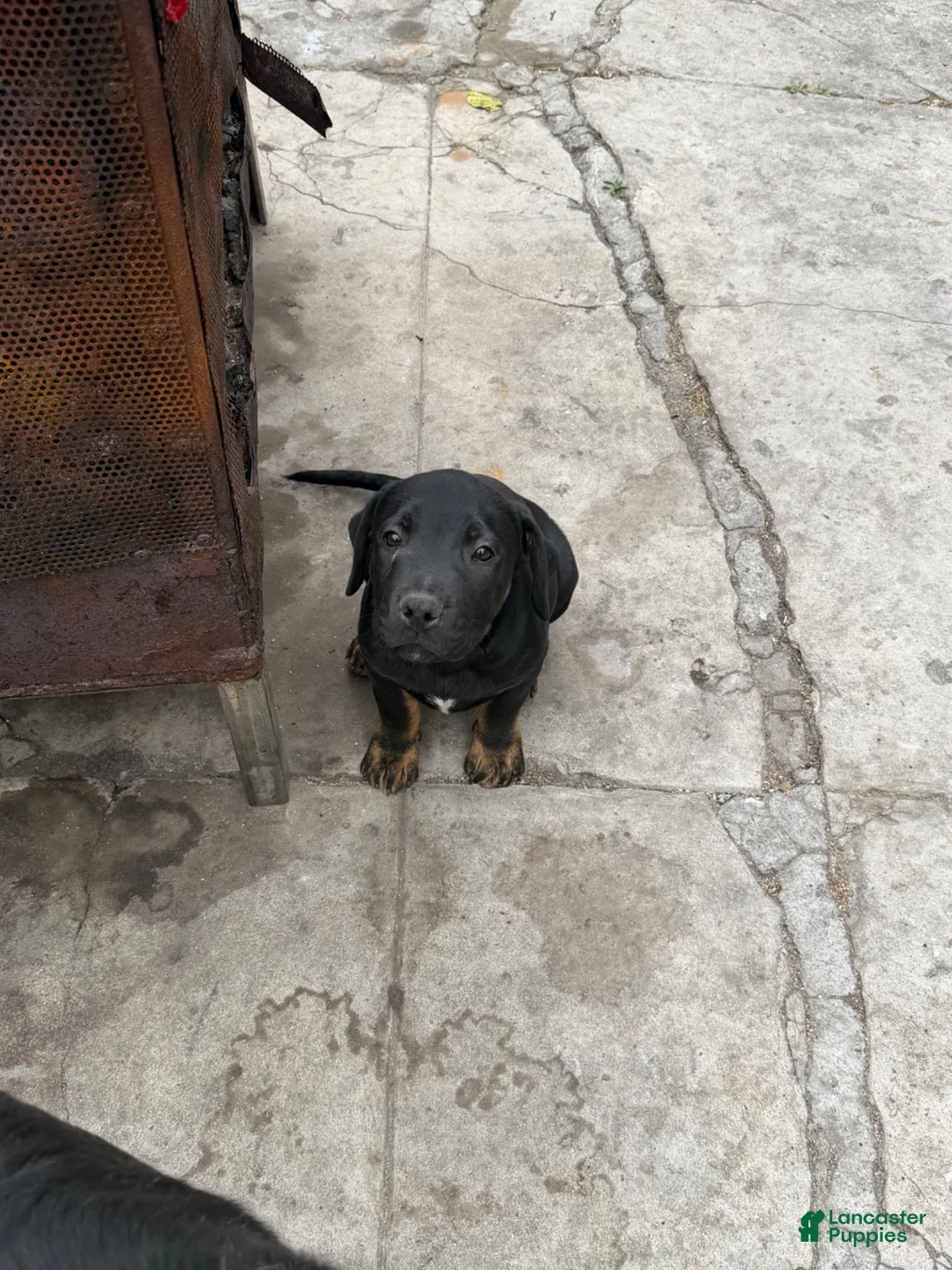 Mixed Breed dogs for sale: Mixed Breed Puppy 2 - Ad 1