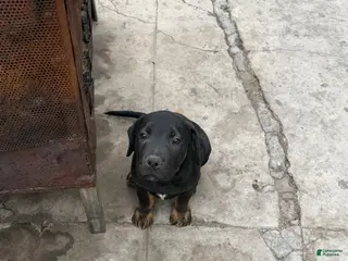 Mixed Breed dogs Mixed Breed Puppy 2 - Ad 15