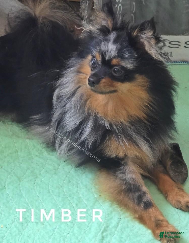 Pomeranian dogs Deep Copper Points Black Merle - CH lines - Timber - Ad 1