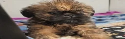Mixed Breed dogs for sale: Mixed Breed Puppy 1 - Ad 3