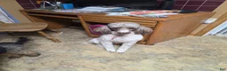 Standard Poodle dogs for sale: Standard Poodle 3 - Ad 2
