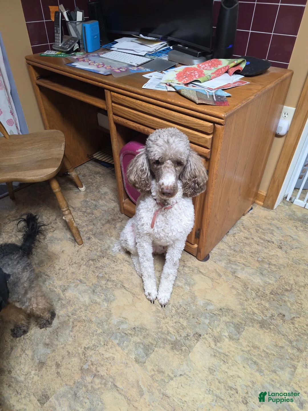 Standard Poodle dogs for sale: Standard Poodle 3 - Ad 2