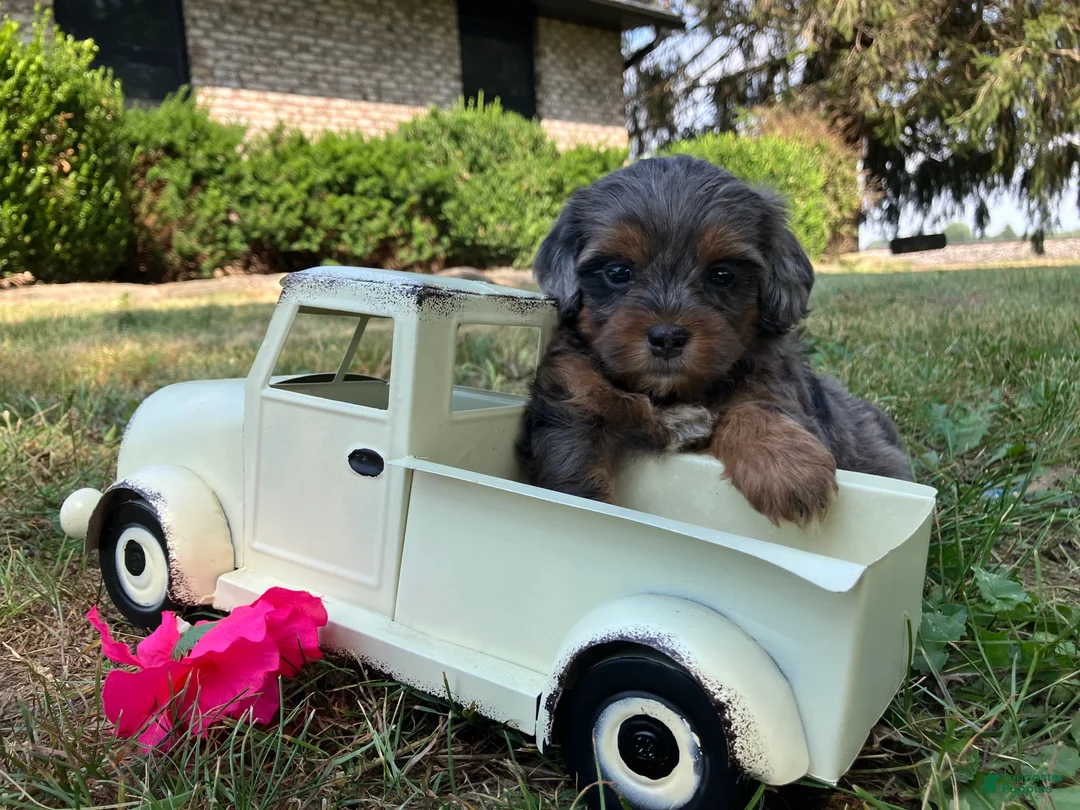 Shihpoo dogs for sale: McKenzie  - Ad 1
