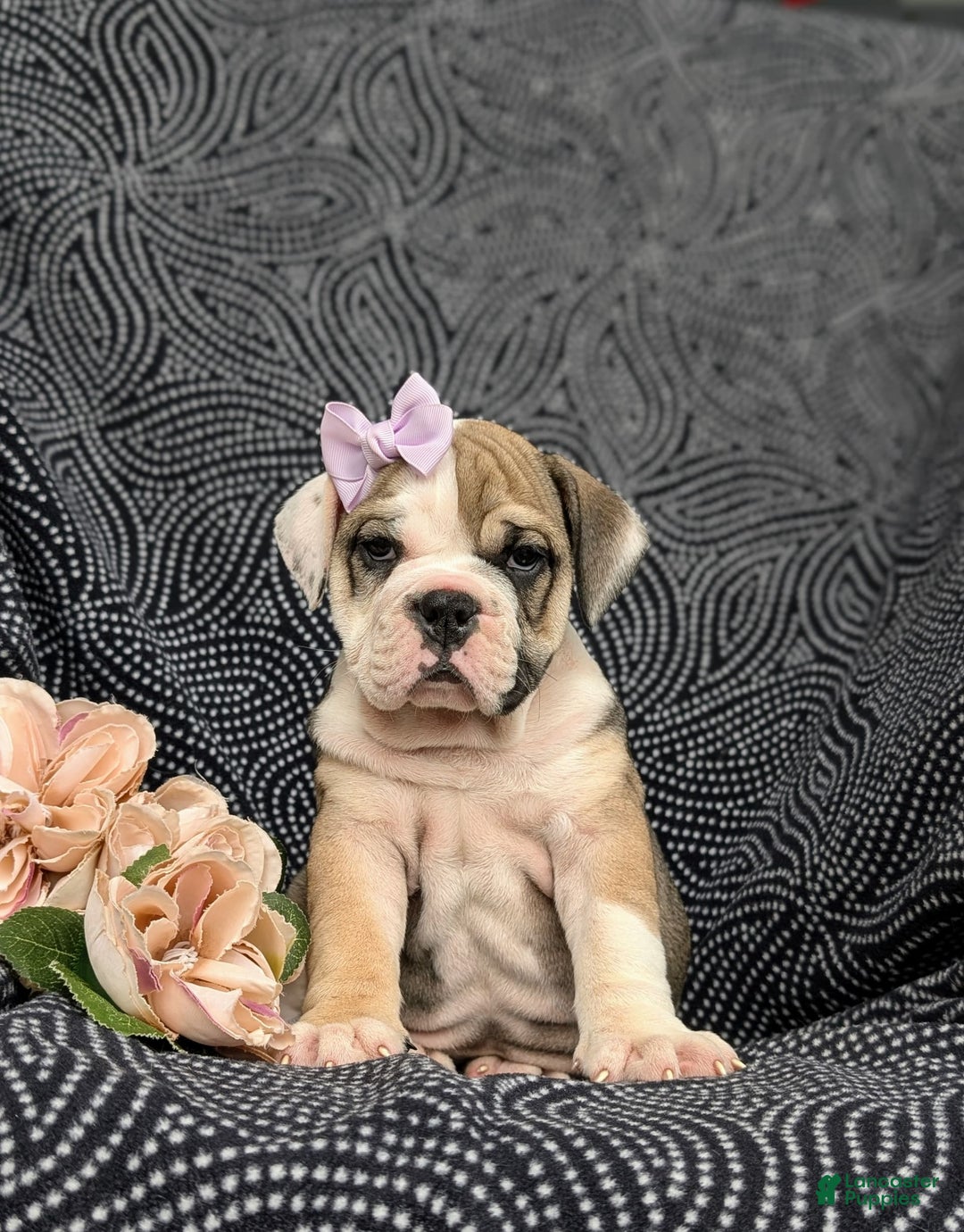 Olde English Bulldogge dogs for sale: Ginger - Ad 1