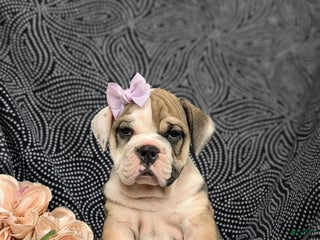 Olde English Bulldogge dogs Ginger - Ad 20