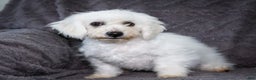 Bichon Frise dogs for sale: Jasper - Ad 4