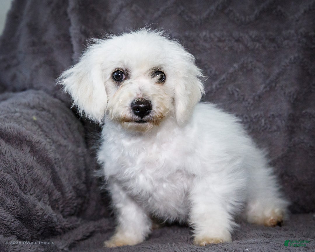 Bichon Frise dogs for sale: Jasper - Ad 4