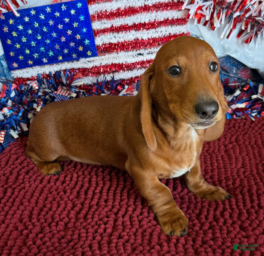 Dachshund dogs for sale: Nate - Ad 2