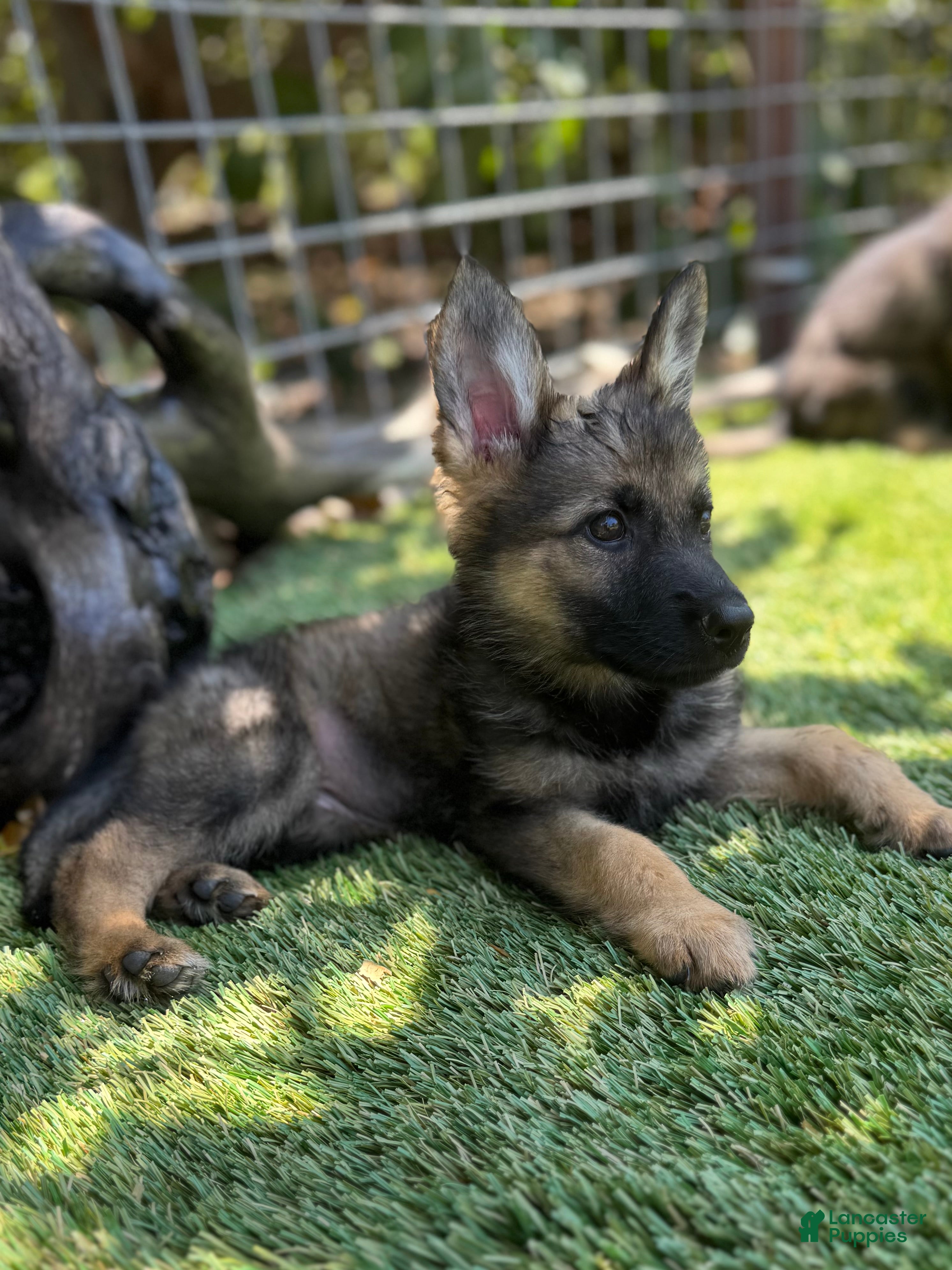 German Shepherd dogs German Shepherd 1 - Ad 2