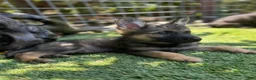 German Shepherd dogs for sale: German Shepherd 1 - Ad 2