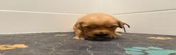 Golden Retriever dogs for sale: Golden Retriever Jade  - Ad 5