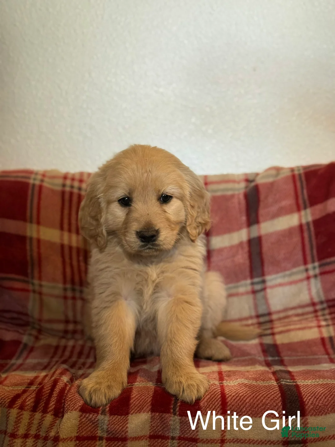 Golden Retriever dogs for sale: White Collar Female  - Ad 1