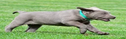 Labrador Retriever dogs for sale: Millie - Ad 5