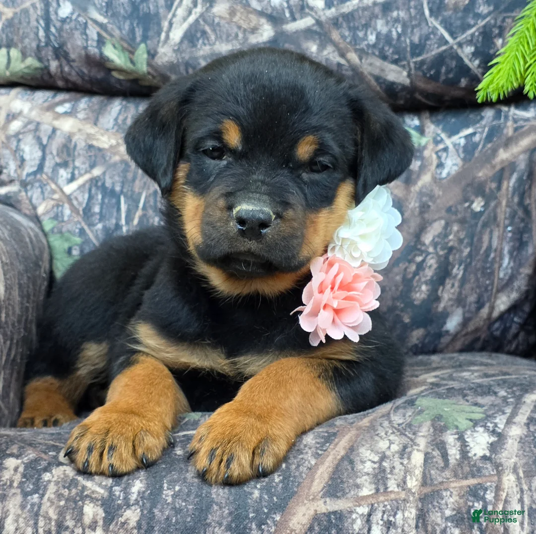Rottweiler dogs for sale: Hazel - Ad 1