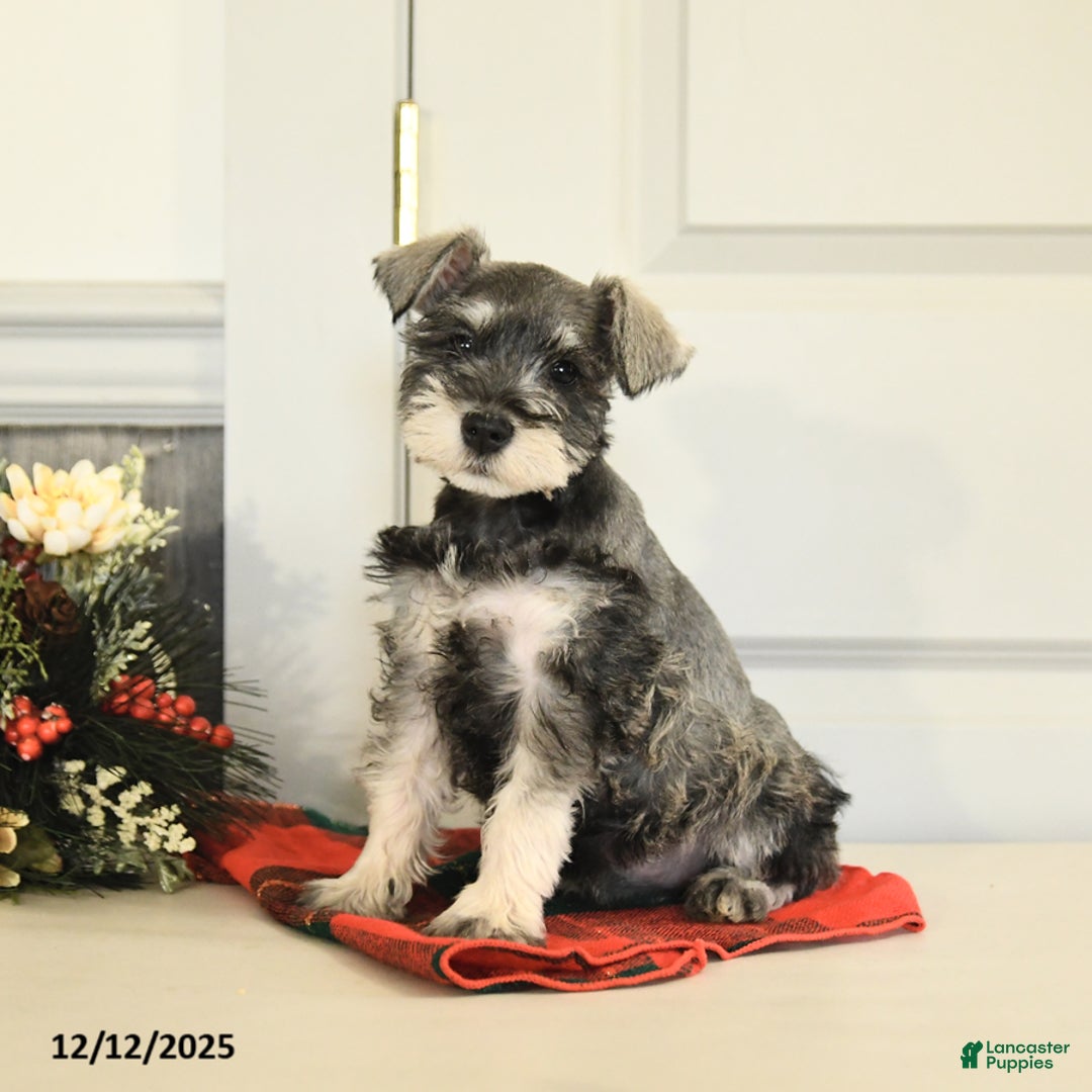 Miniature Schnauzer dogs for sale: Jolly - Ad 4