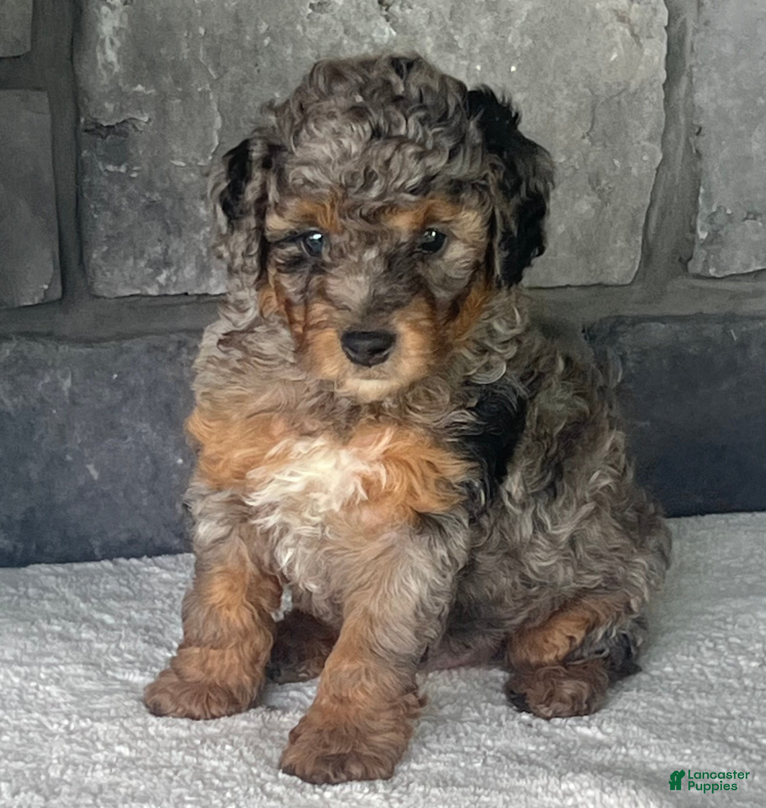Mini Goldendoodle dogs Bourbon Mini Goldendoodle Puppy  - Ad 1