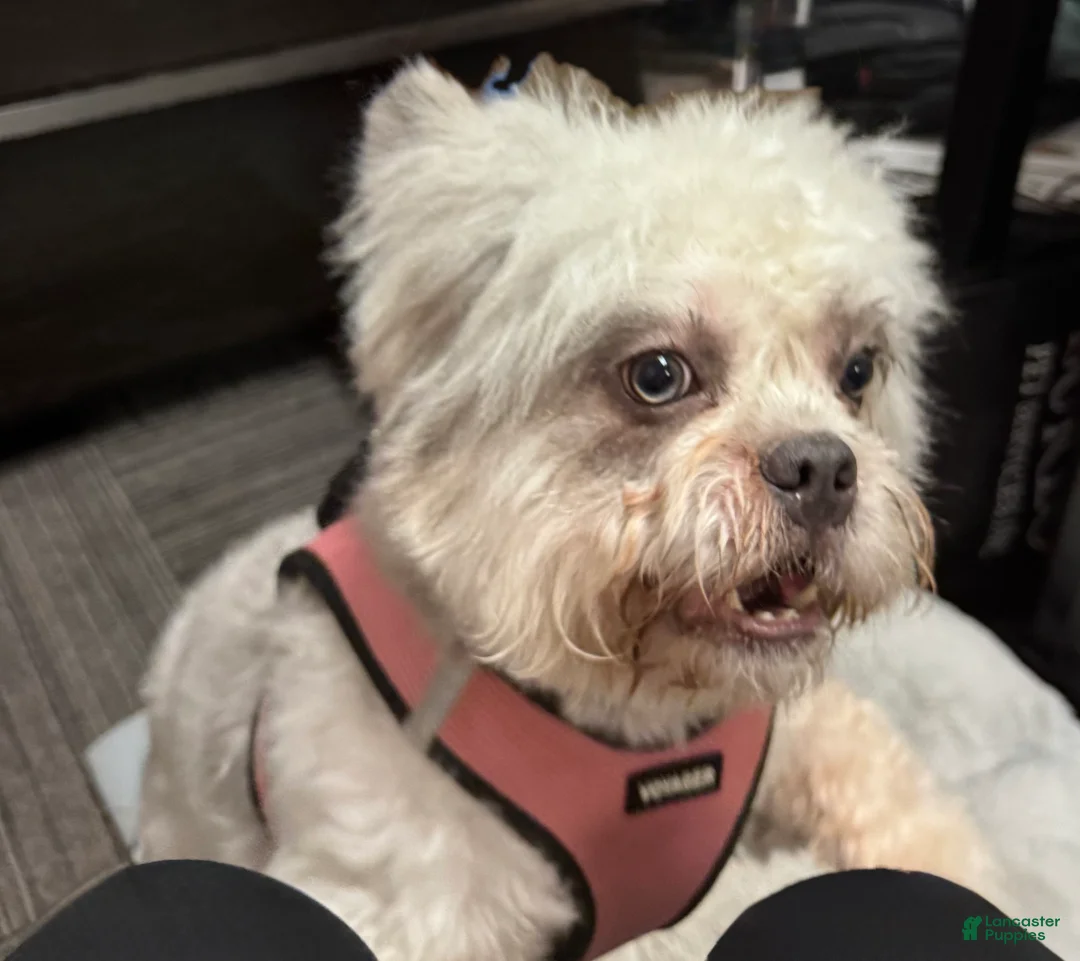 French Bulldog dogs for sale: Chrissy - Ad 3