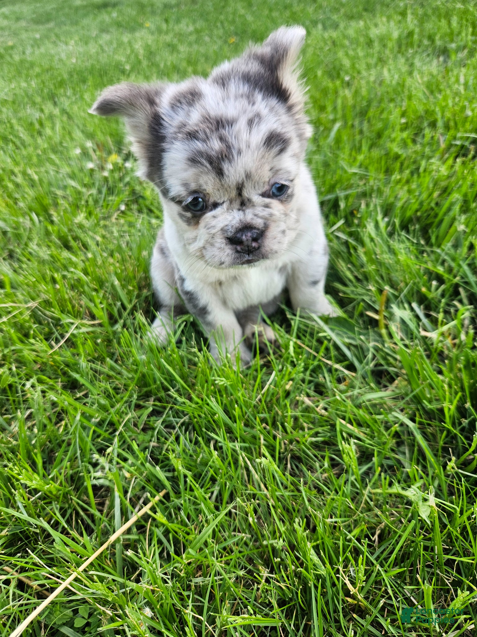 French Bulldog dogs Harlee - Ad 2