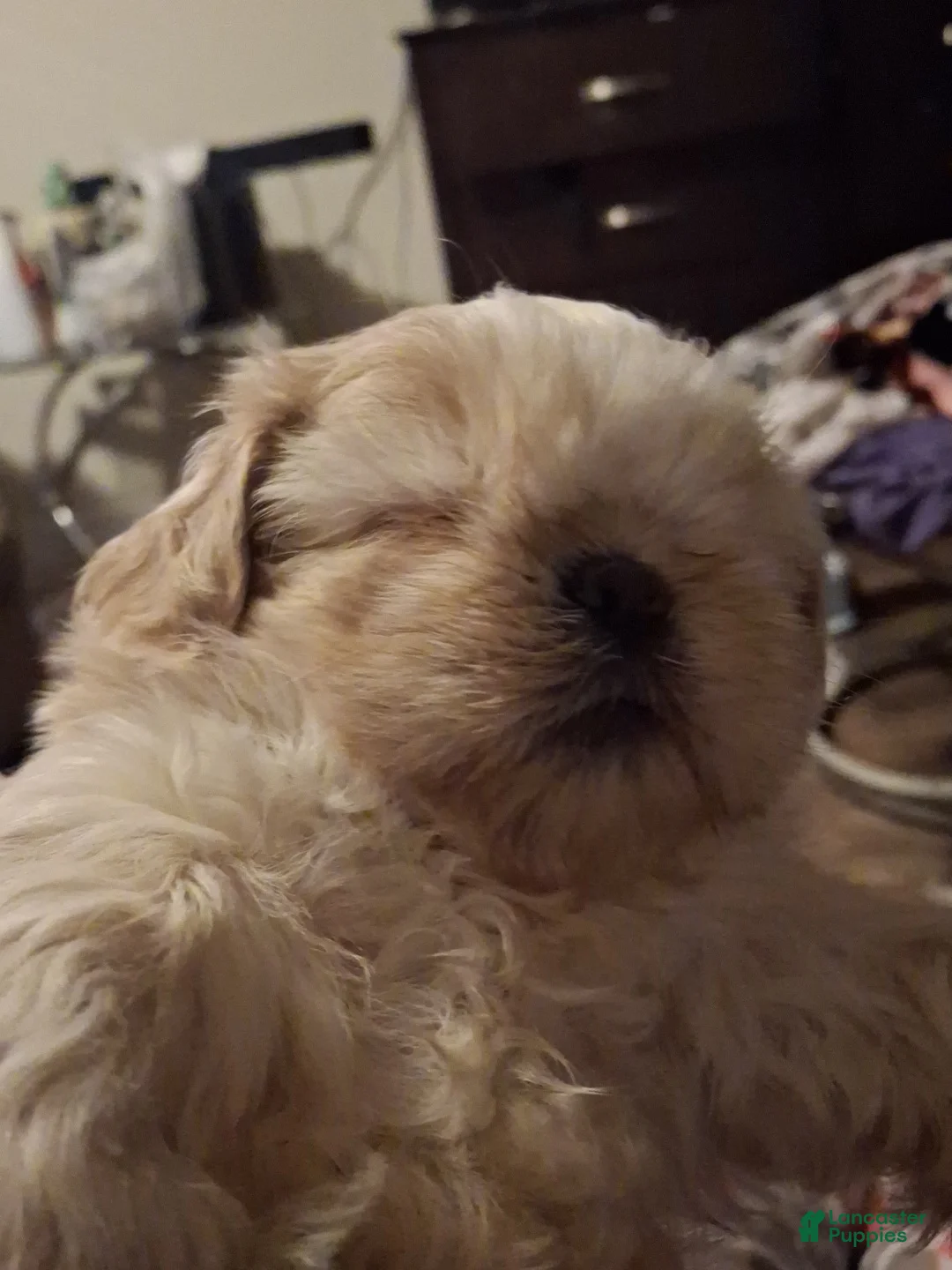 Shih Tzu dogs for sale: Shih Tzu Puppy 2 - Ad 2