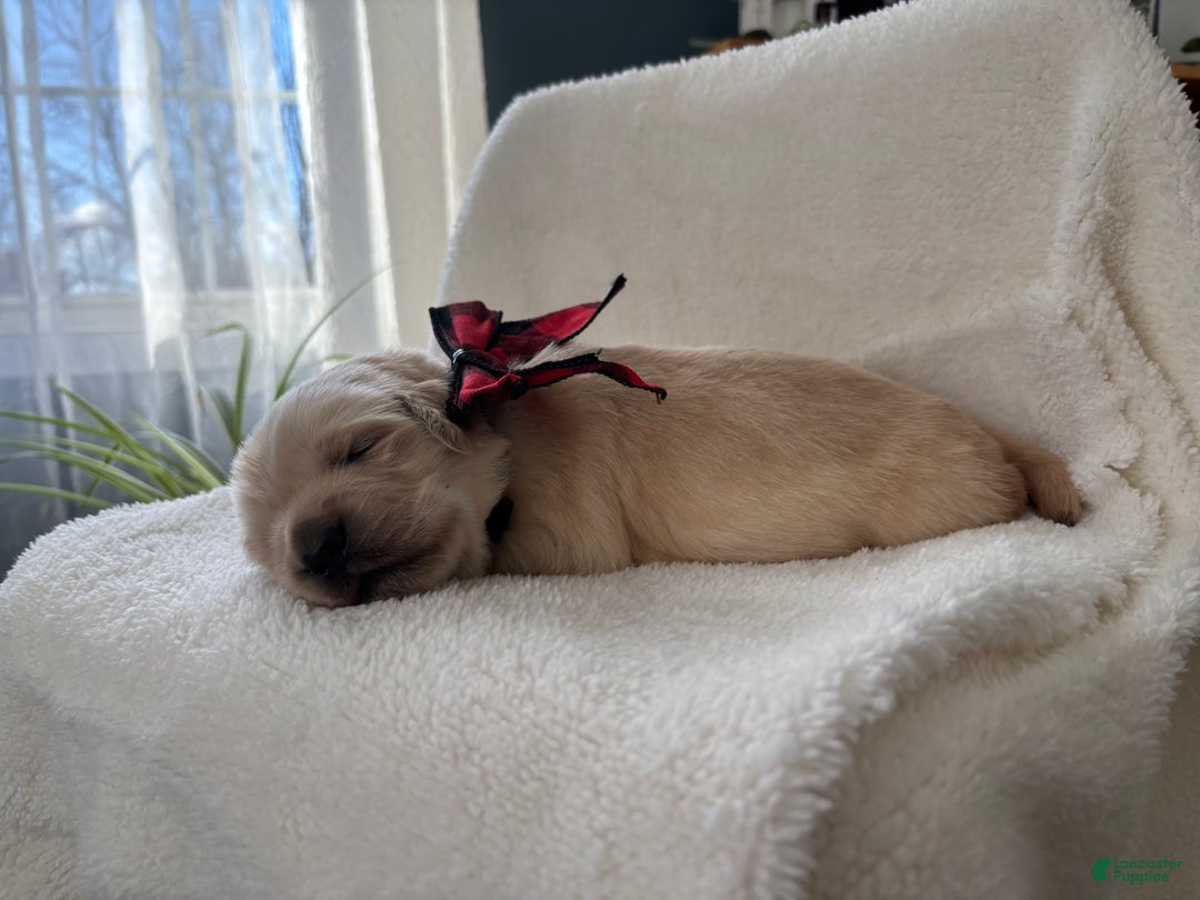 Golden Retriever dogs for sale: Woods - Ad 3