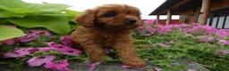 Cavapoo dogs for sale: Cavapoo 2 Marshall - Ad 2