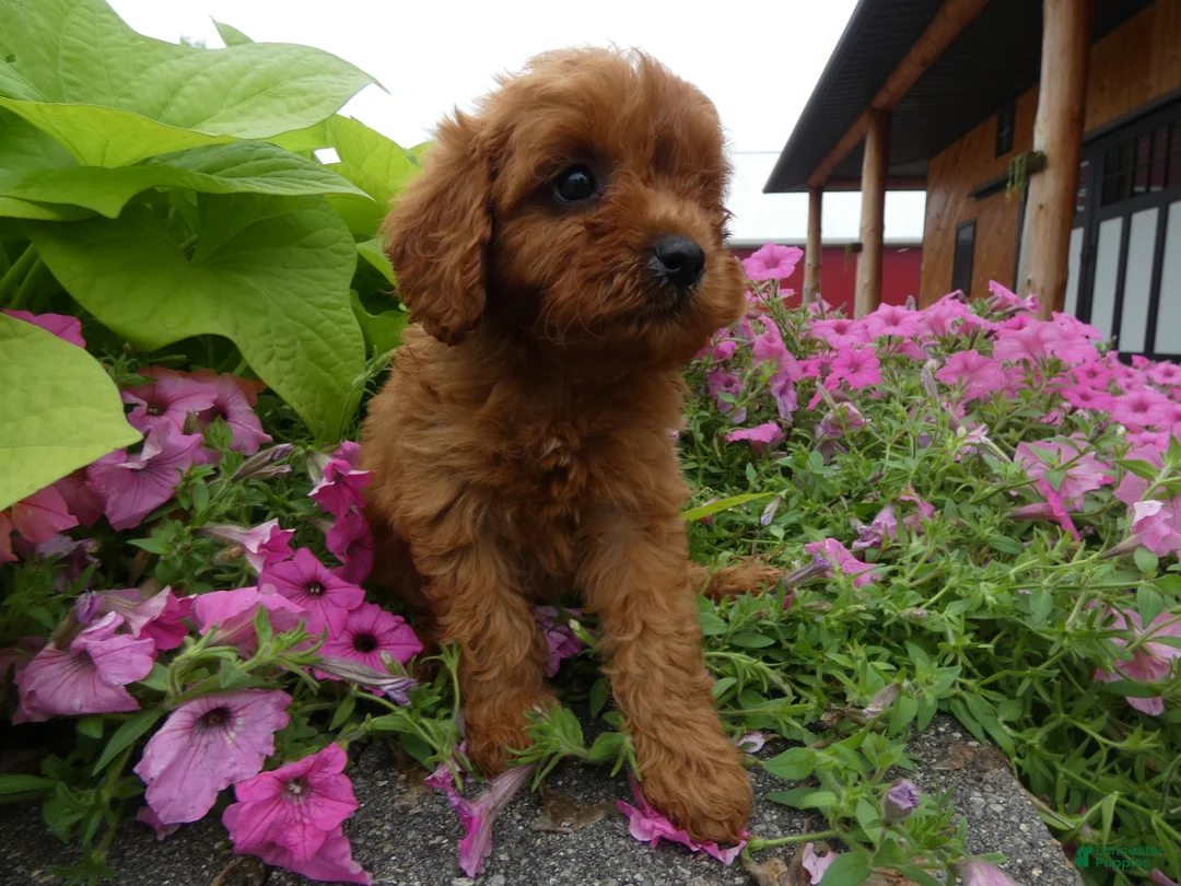 Cavapoo dogs for sale: Cavapoo 2 Marshall - Ad 2