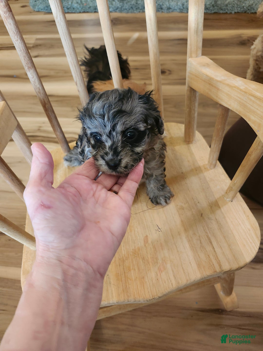 Mini Goldendoodle dogs for sale: Mini Goldendoodle Puppy 3 - Ad 2