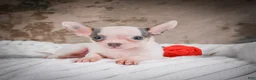 Chihuahua dogs for sale: Lane - Ad 6