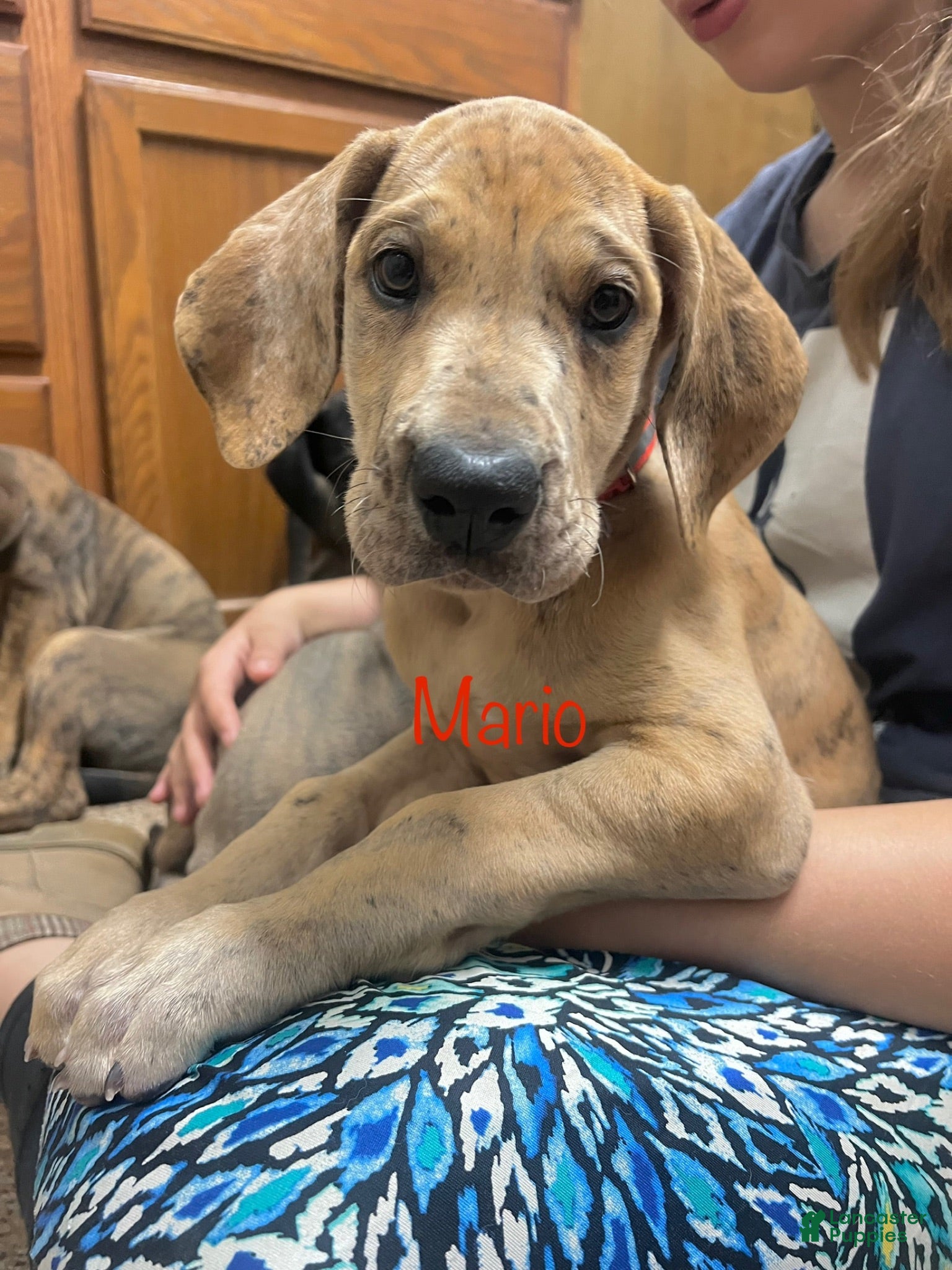 Great Dane dogs Mario - Ad 1