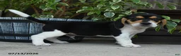 Beagle dogs for sale: Jupiter - Ad 2