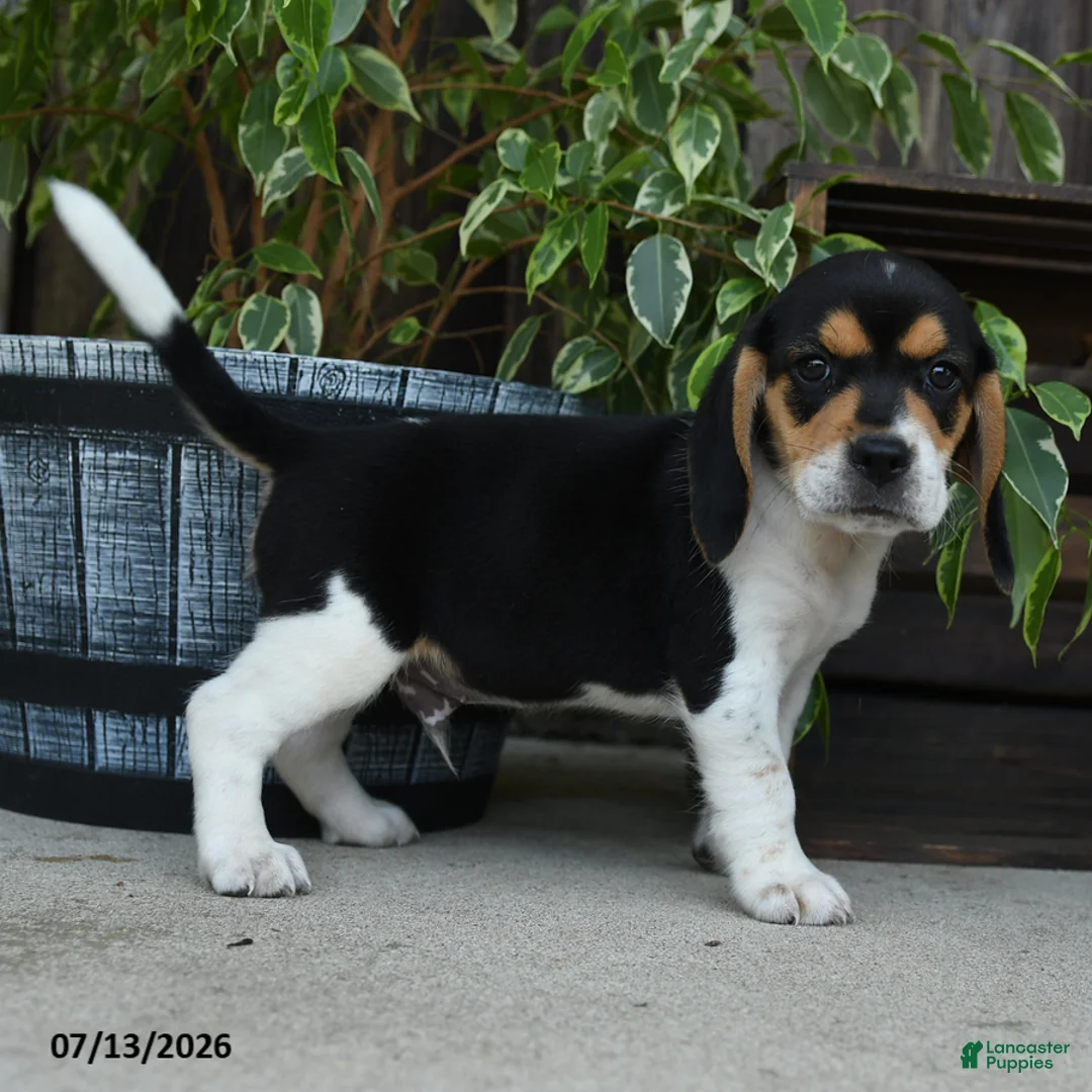 Beagle dogs for sale: Jupiter - Ad 2