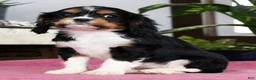 Cavalier King Charles Spaniel dogs for sale: Serena - Ad 4