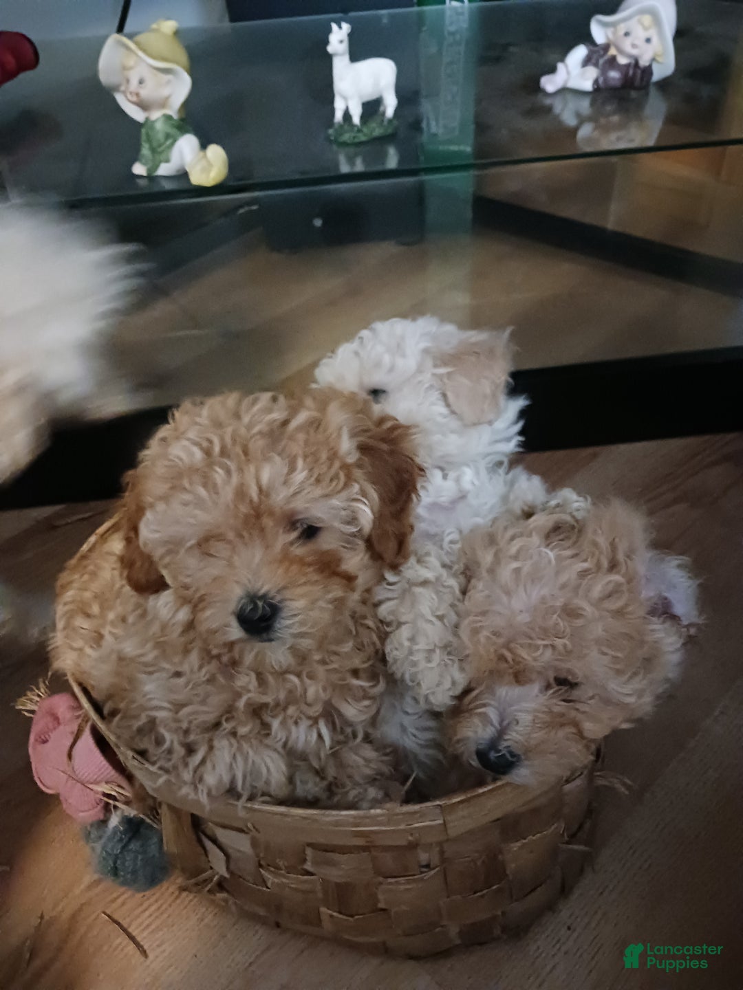 Toy Poodle dogs for sale: Polly - Ad 8