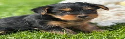Yorkshire Terrier dogs for sale: Mocha - Ad 1