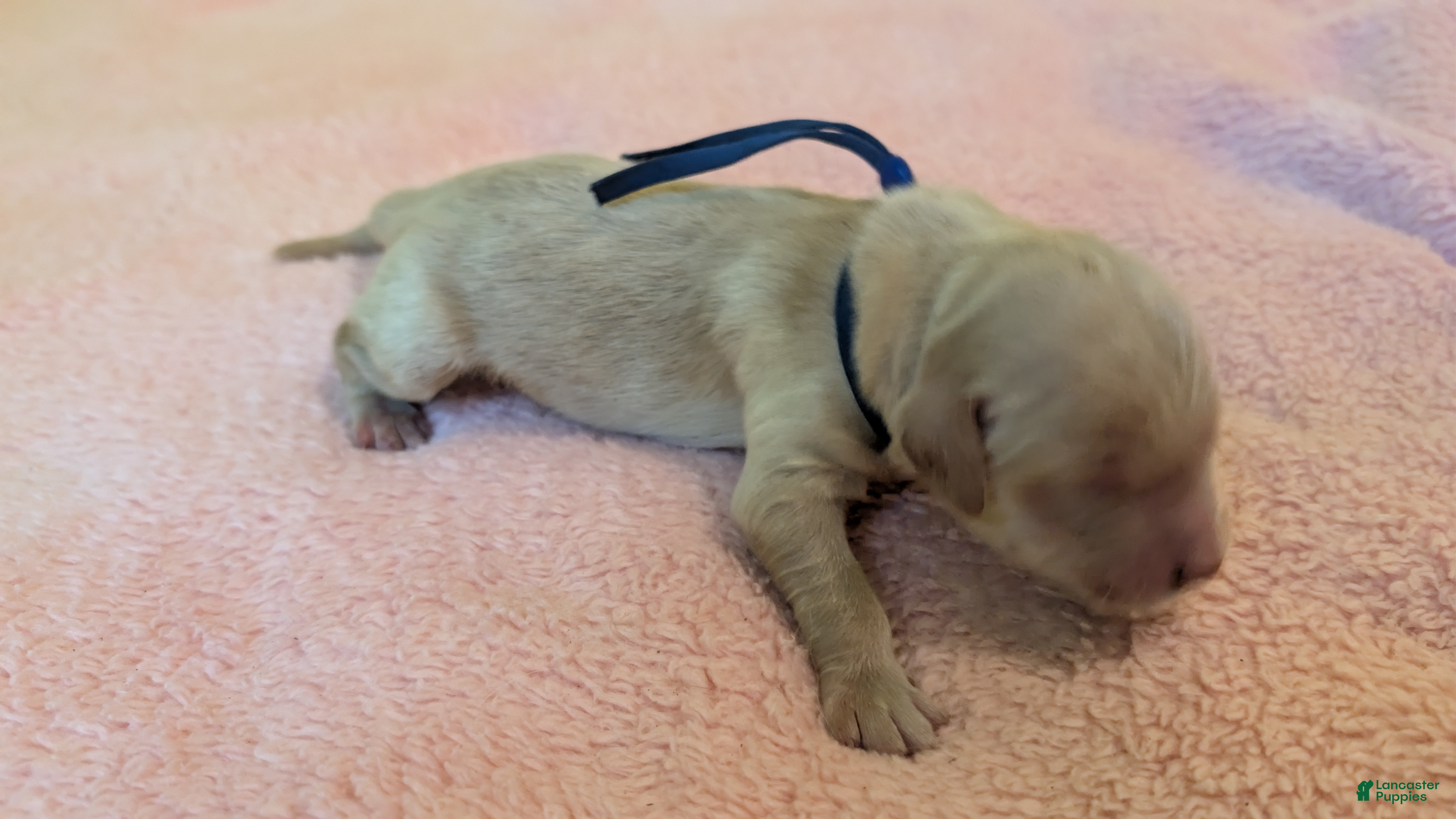 Golden Retriever dogs Golden Retriever (Blue Collar) - Ad 4